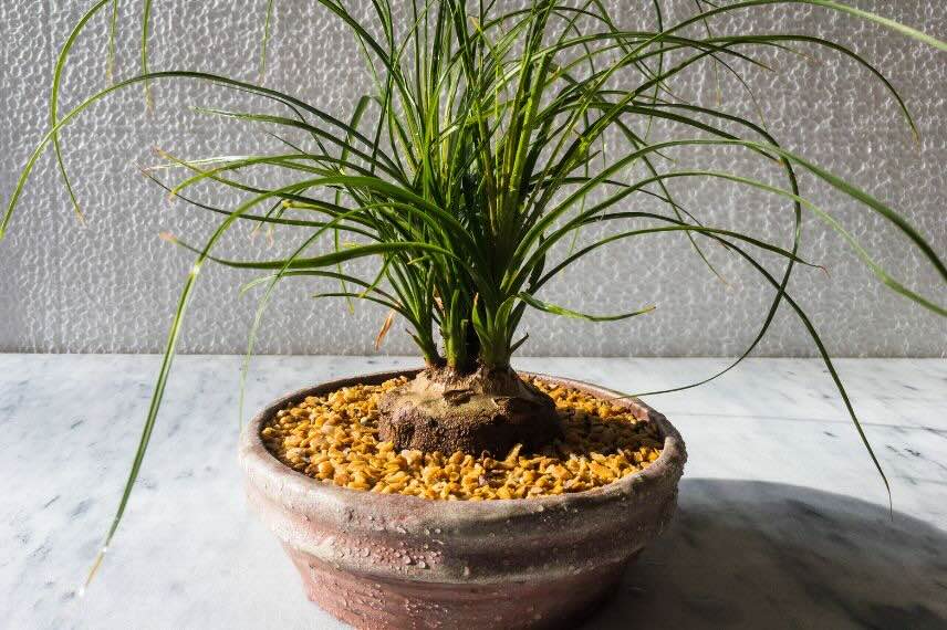 rempoter le beaucarnea au printemps