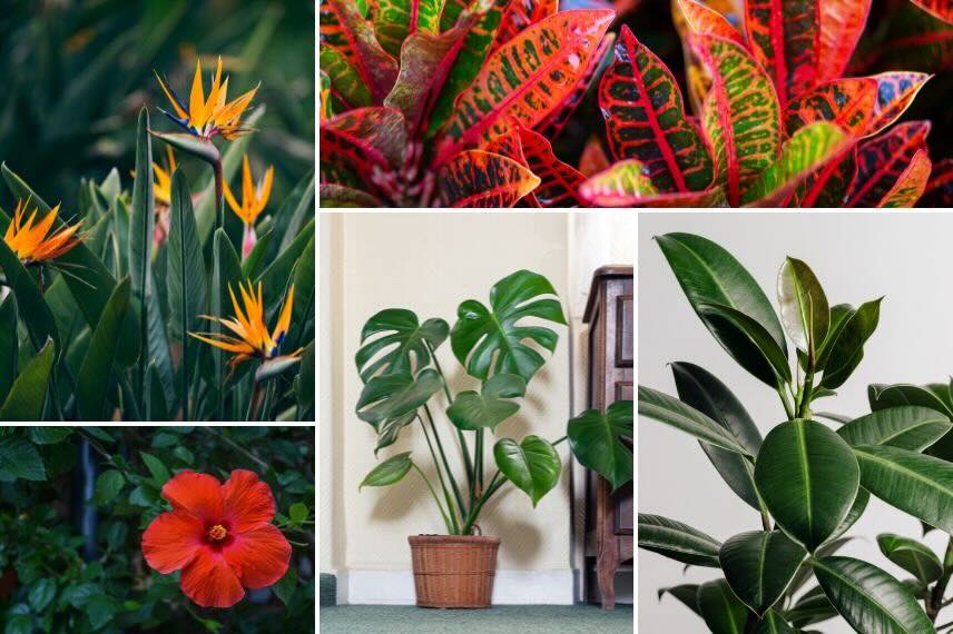 des plantes d'intérieur pour une veranda chauffée