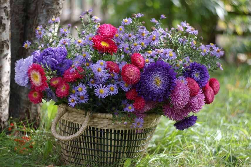 vivaces pour bouquet automnal