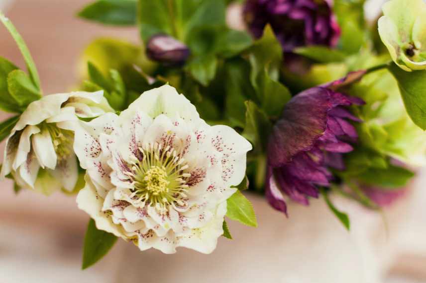 fleur pour bouquet hivernal
