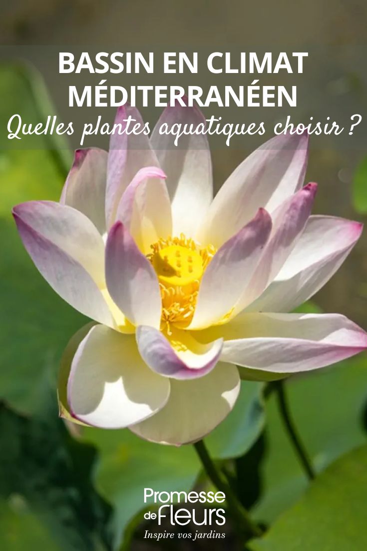 photo d'une fleur de Nelumbo nucifera - Lotus sacré