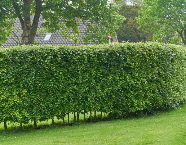 Charme - charmille : quand et comment tailler ?