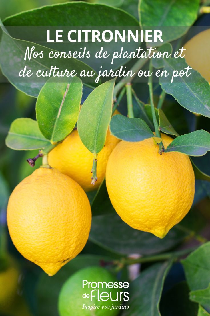 cultiver le citronnier au jardin ou en pot