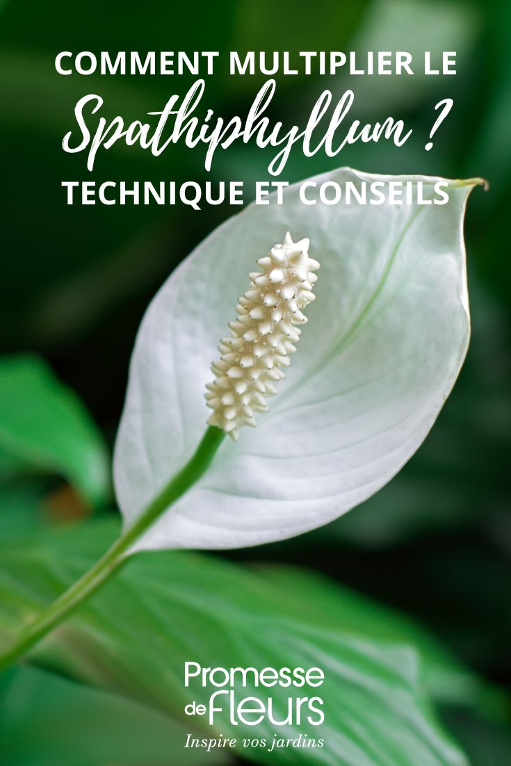 comment diviser un Spathiphyllum