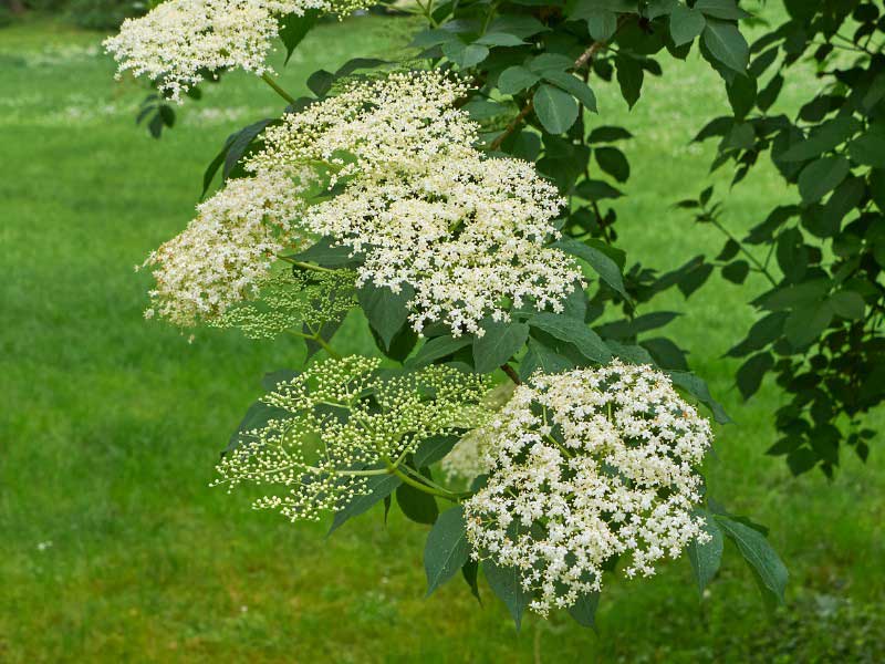 Floraison d'un sureau, Sambucus nigra
