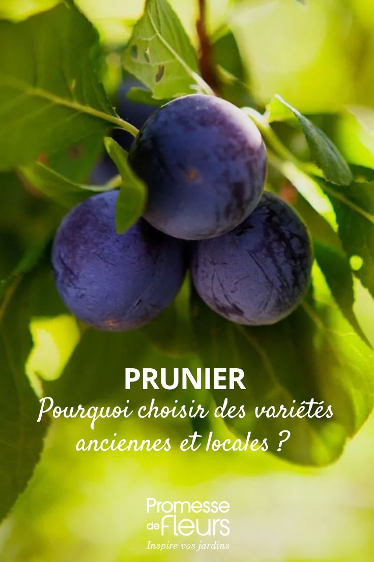 prunes violettes