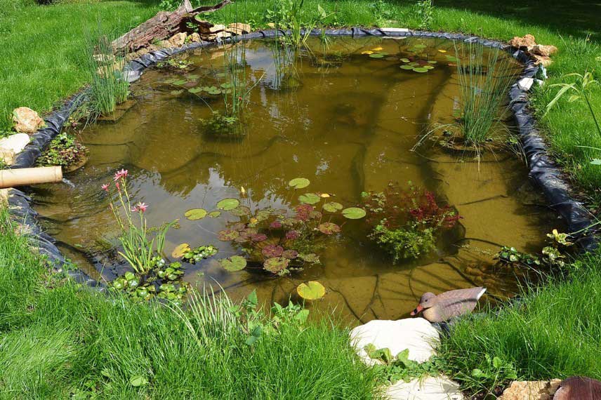 Bassin adapté pour la faune sauvage, avec différentes profondeurs