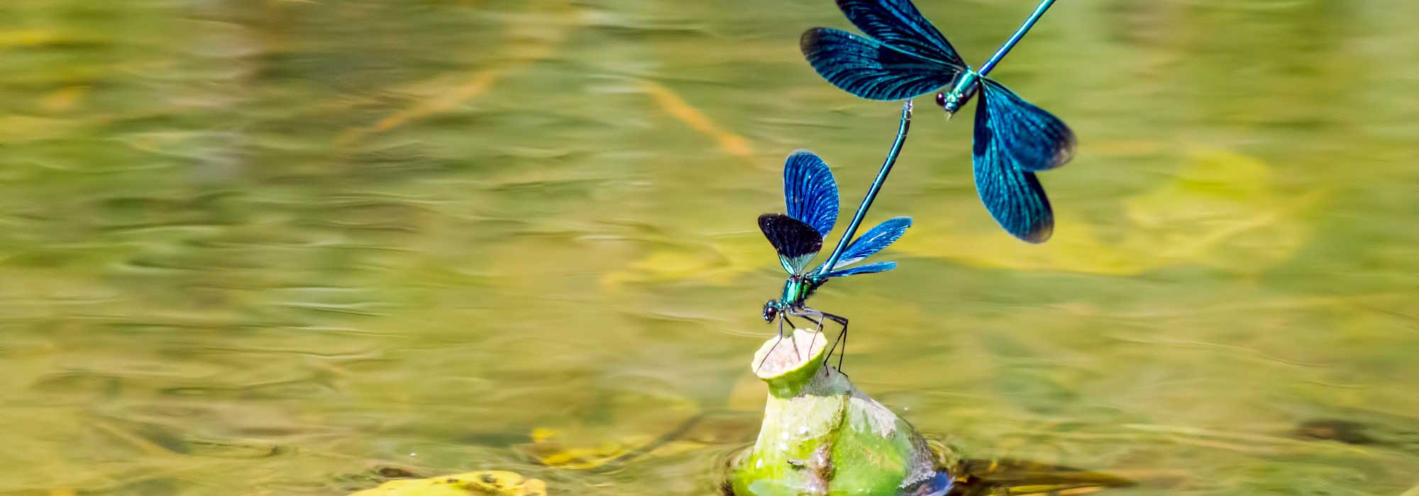 Libellules, grenouilles, oiseaux… installez un bassin pour les accueillir !