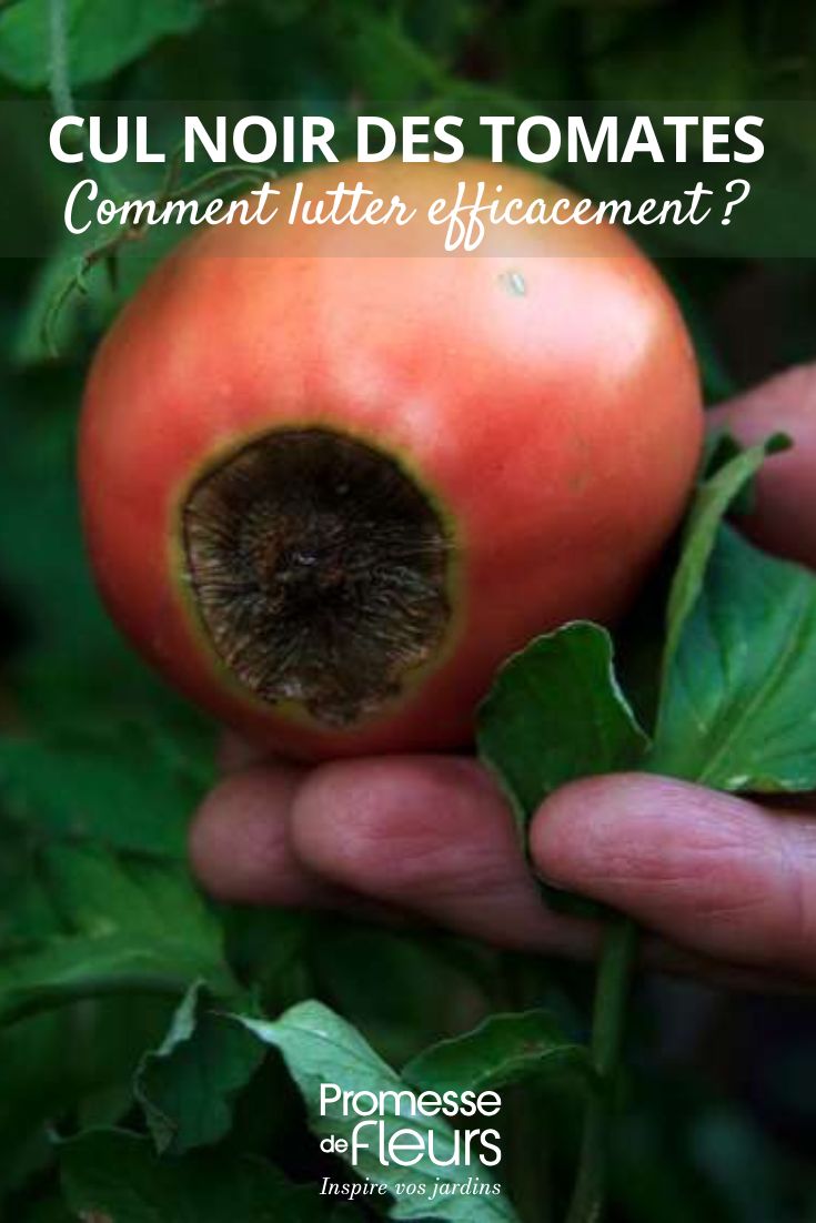 soigner le cul noir des tomates