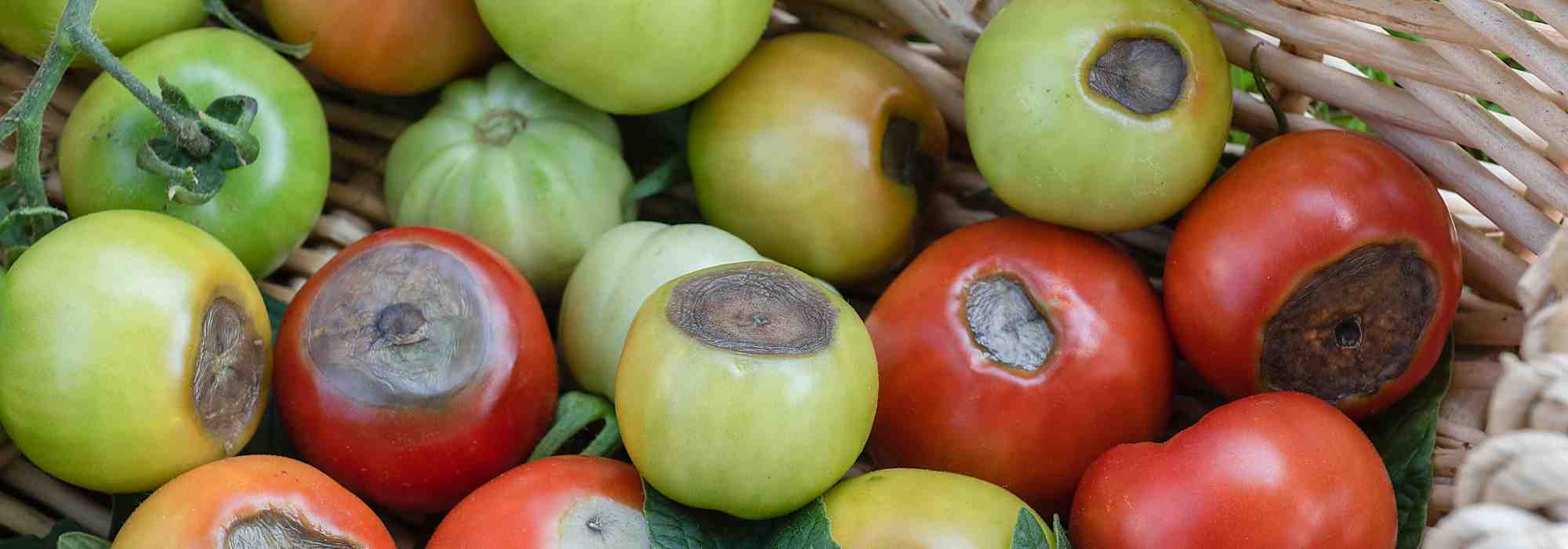 Cul noir des tomates : comment lutter efficacement ?