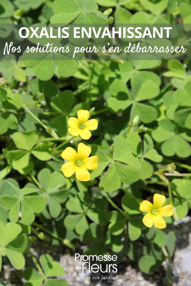 L’Oxalis envahit vos massifs ou vos pots ? Nos solutions pour s’en débarrasser