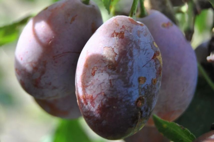 prune pour pruneau d'Agen