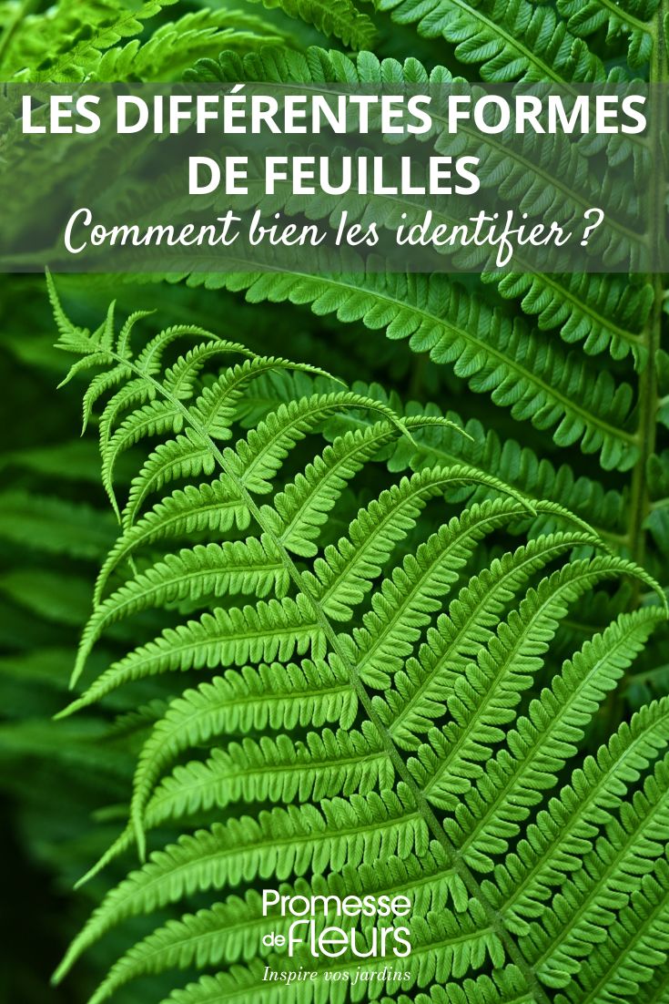 feuilles de fougère