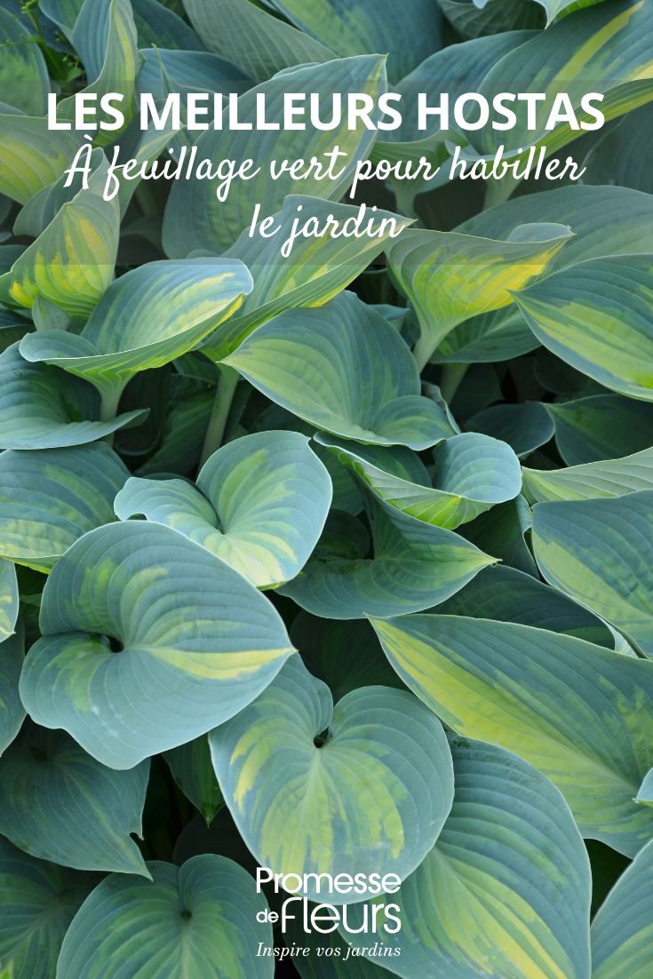 hosta panaché