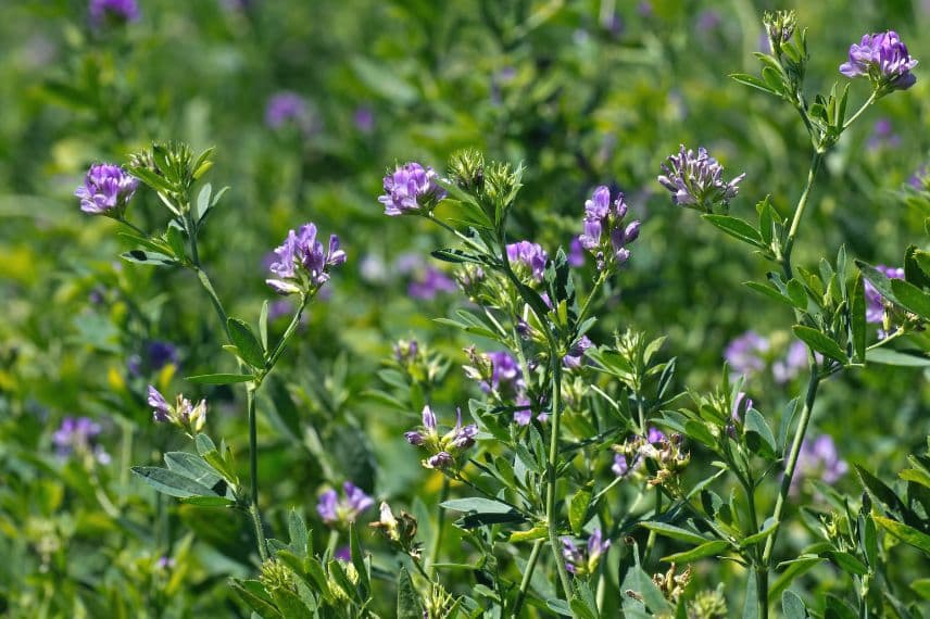 engrais vert Luzerne