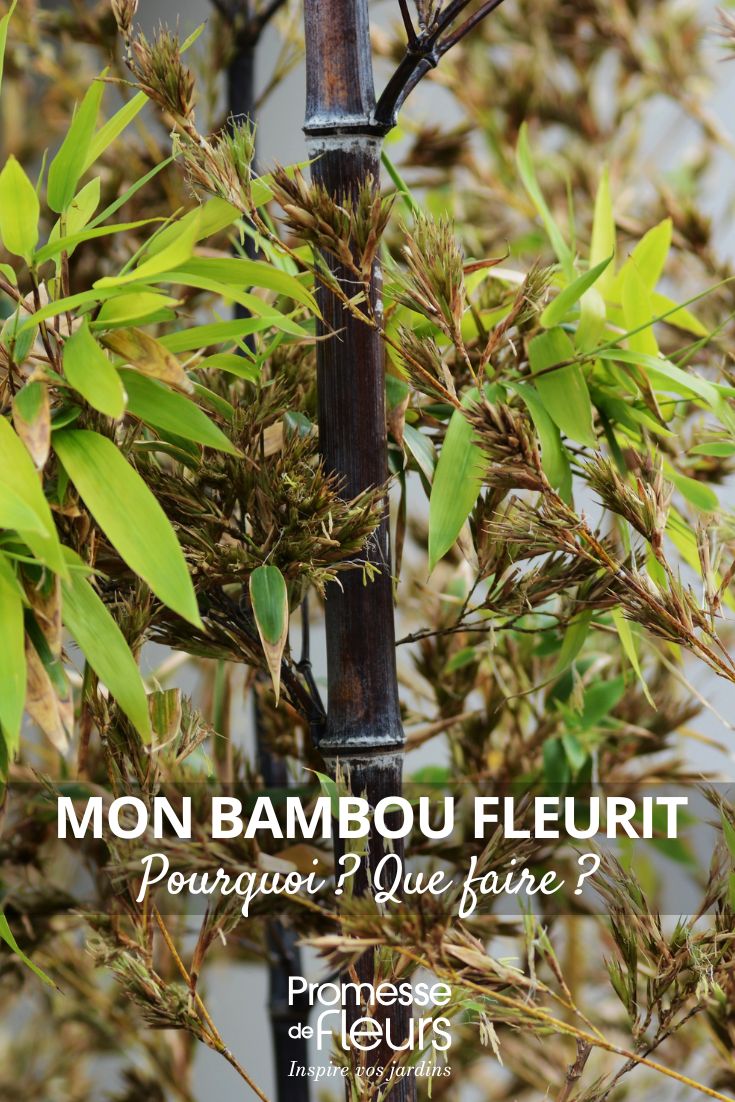 bambou en fleurs