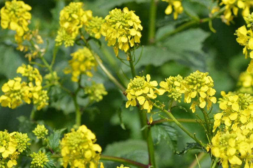 fleurs de Moutarde blanche