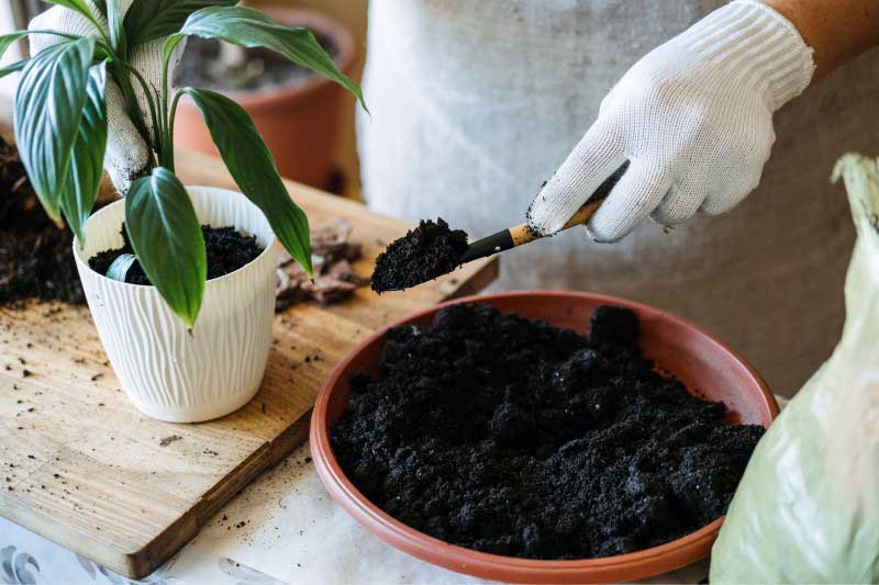 Spathiphyllum : les étapes pour le diviser