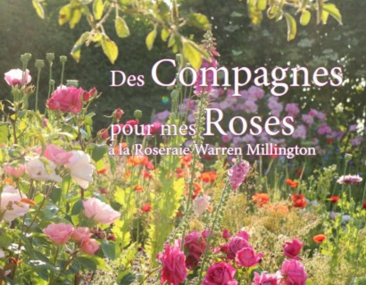 Découvrez "Des compagnes pour mes roses à la roseraie Warren Millington" d'Isabelle Olikier-Luyten