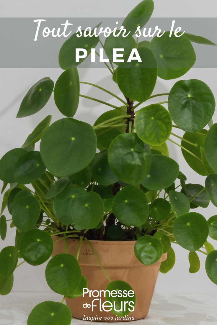 tout savoir sur le pilea