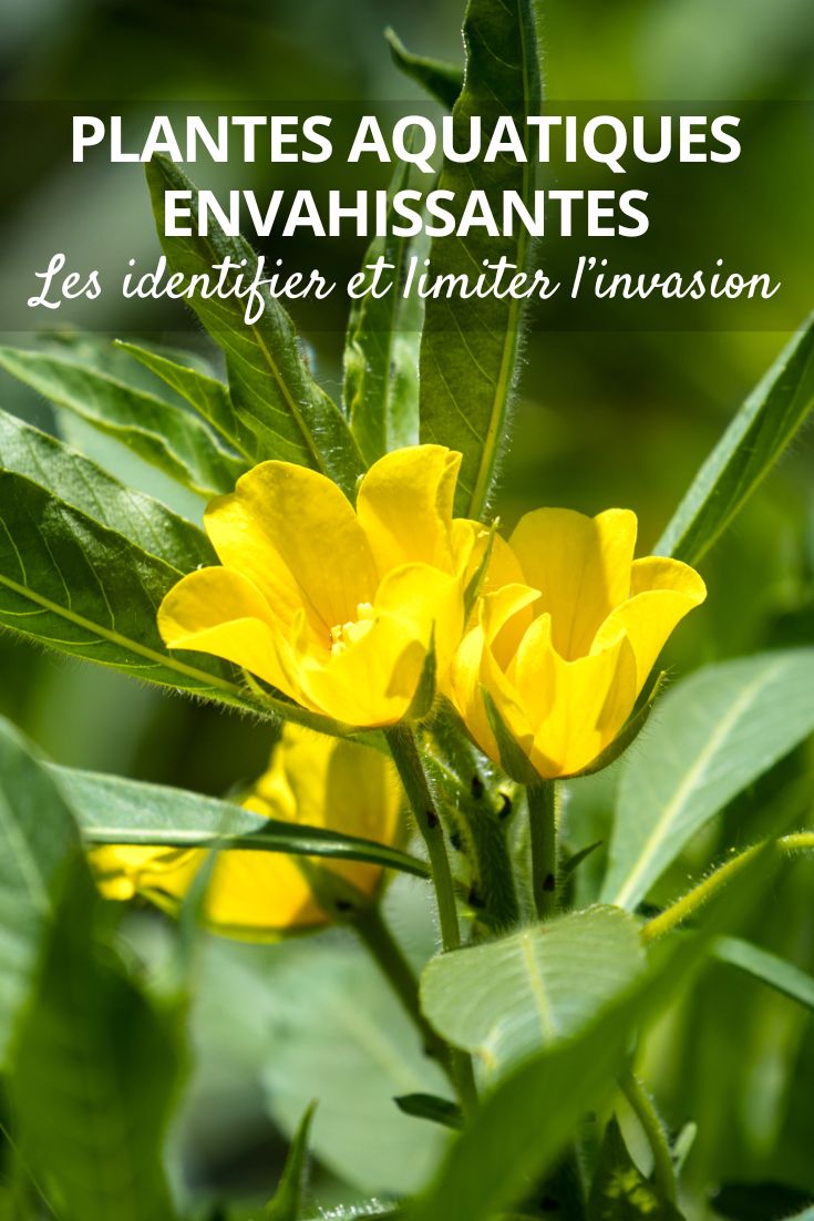 jussie à grandes fleurs (Ludwigia grandiflora)