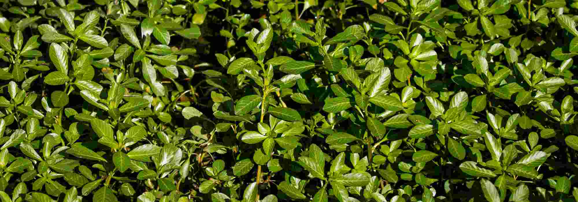 Plantes aquatiques envahissantes : les identifier et limiter l’invasion