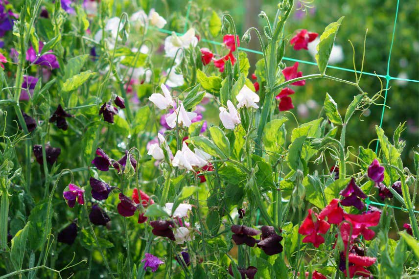 Fleurs de pois de senteur, Lathyrus odoratus