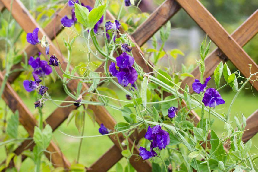Pois de senteur sur un treillage en bois