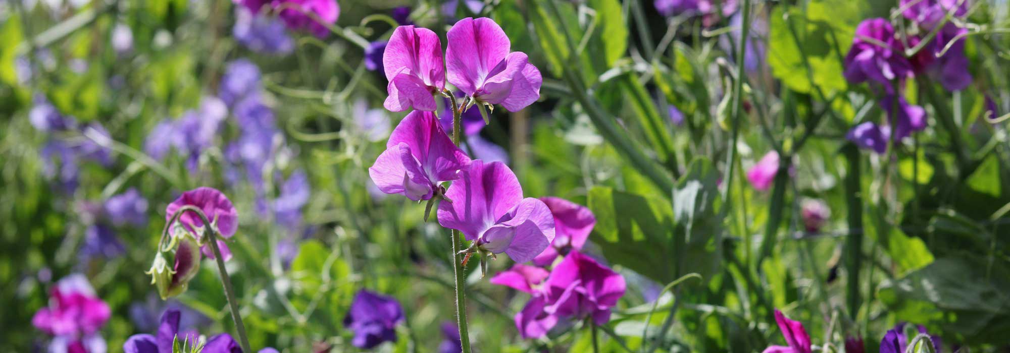 Comment prolonger la floraison des pois de senteur tout l'été ?