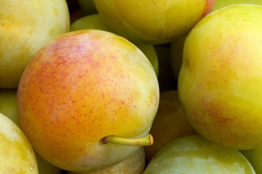 prunes Reine Claude de Chambourcy