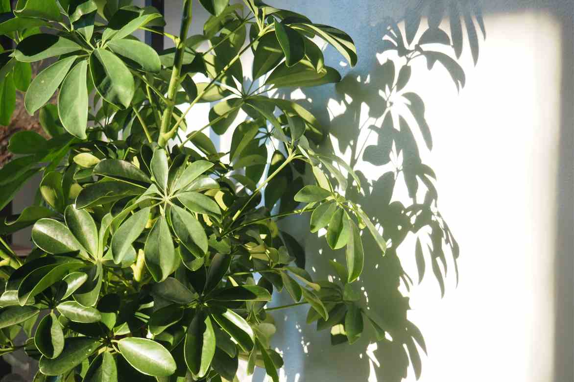 ou placer un Schefflera