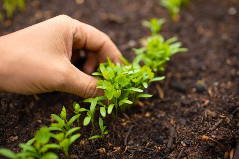 Eclaircir les jeunes pousses de persil issues d'un semis