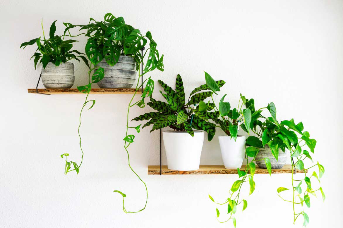 Associer le Spathiphyllum a d'autres plantes d'interieur