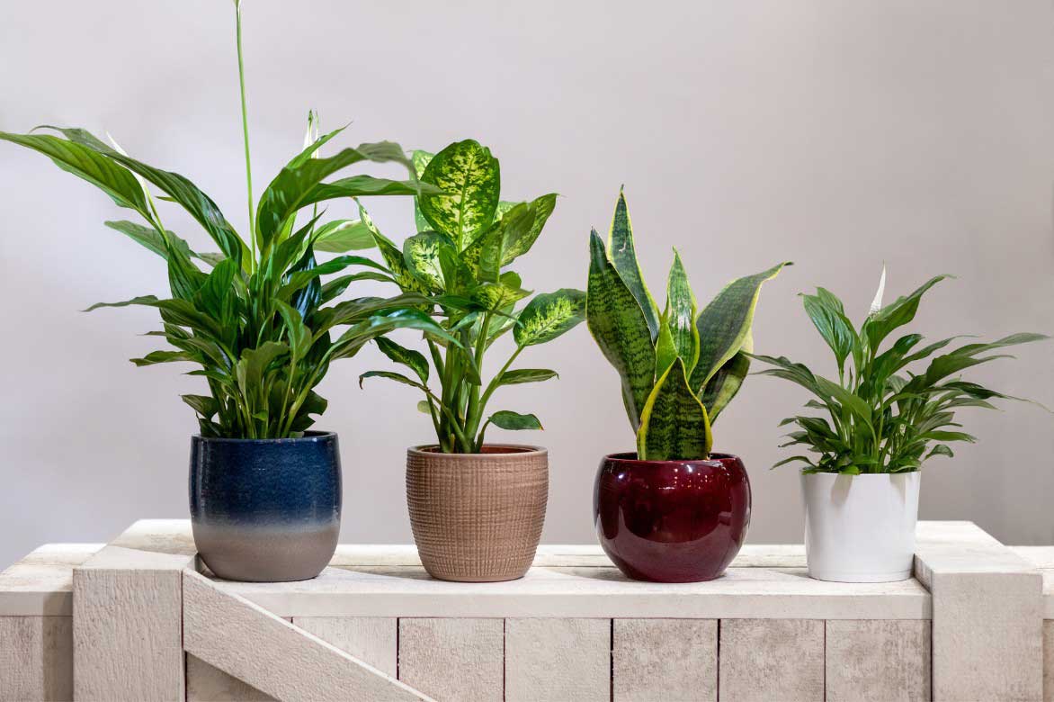 Comment associer le Spathiphyllum