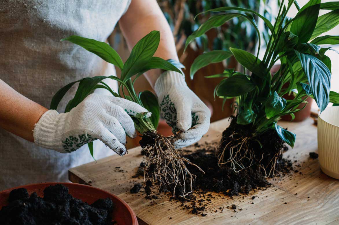 Comment diviser le Spathiphyllum