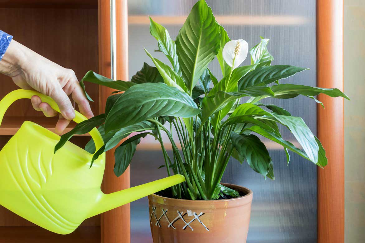 Comment entretenir un Spathiphyllum - Arrosage