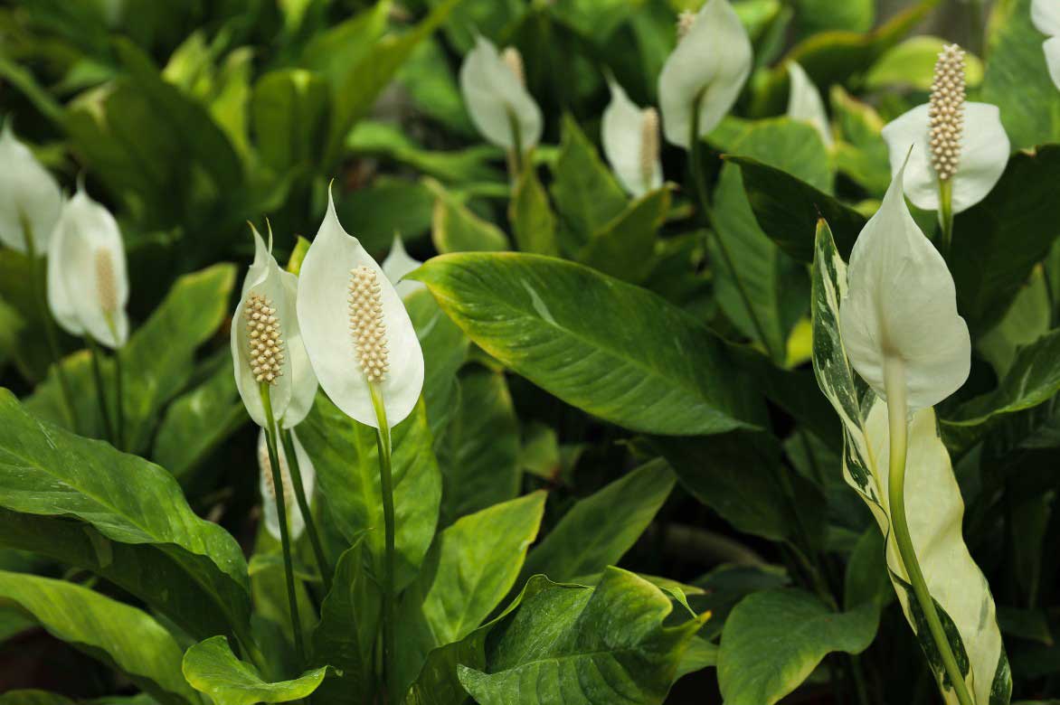 Fleurs de Spathiphyllum