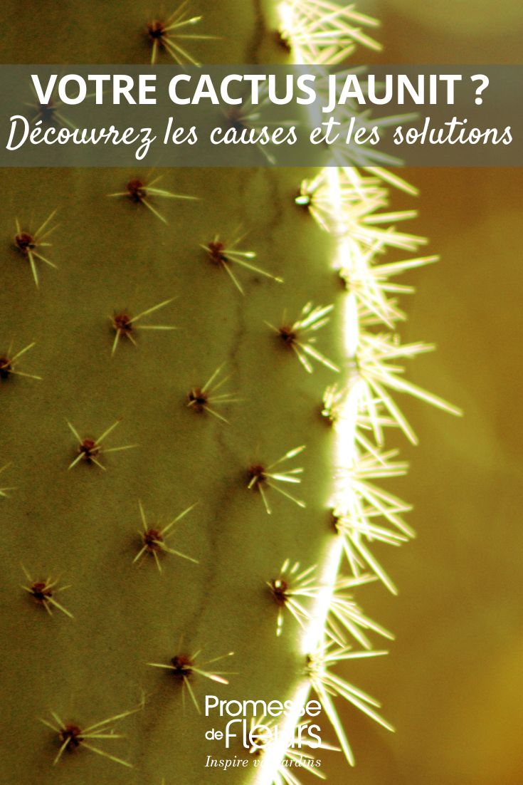 soigner les cactus qui deviennent jaunes