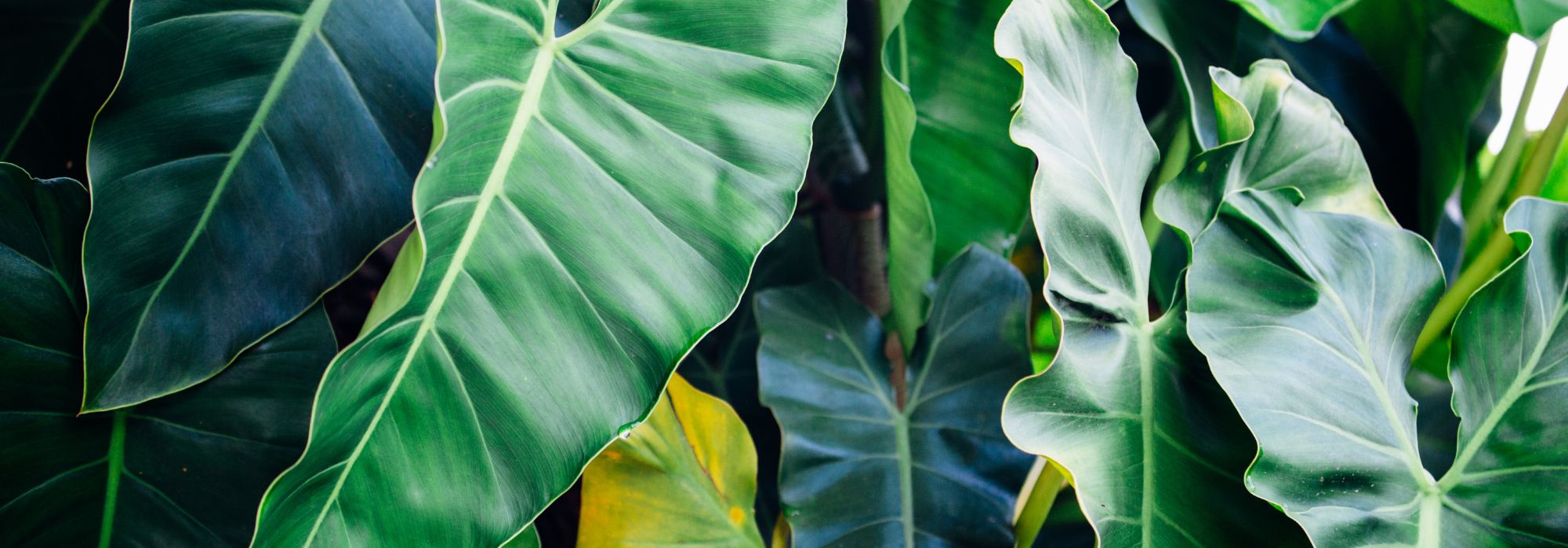 Xanthosoma : cultiver et entretenir