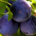 Variétés anciennes et locales de pruniers : un choix durable et plein de goût