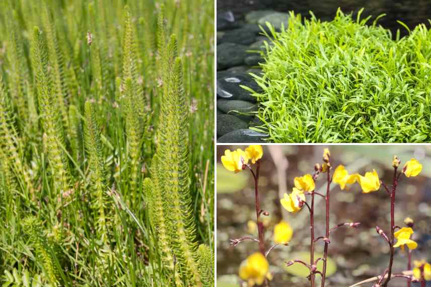 plantes oxygenantes bassin climat doux chaud