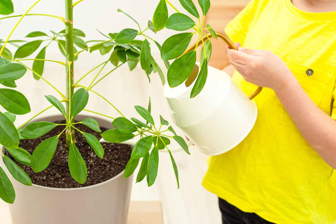 comment arroser un schefflera