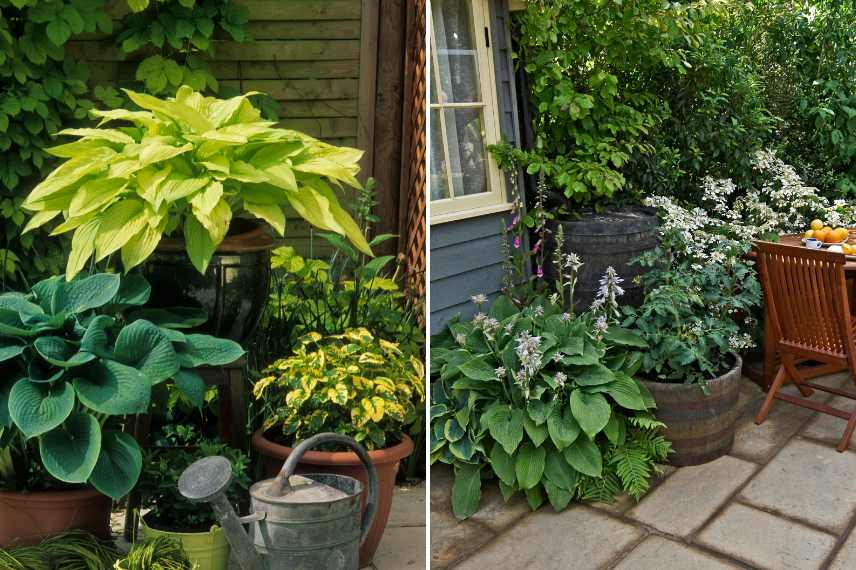 mettre en valeur les hostas