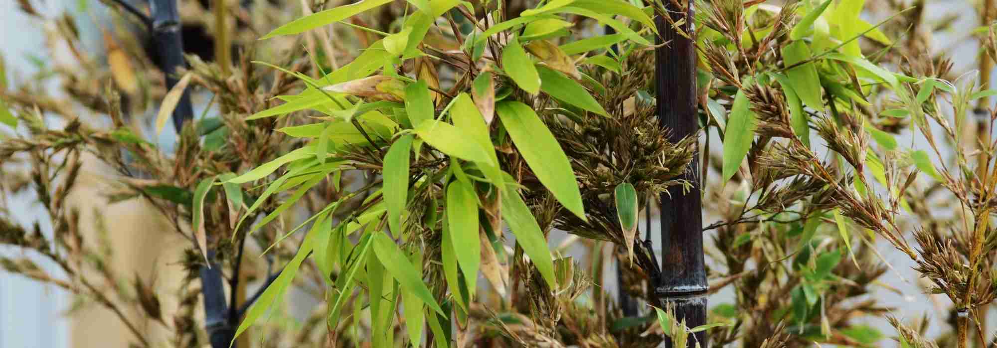 Mon bambou fleurit : Pourquoi ? Que faire ?