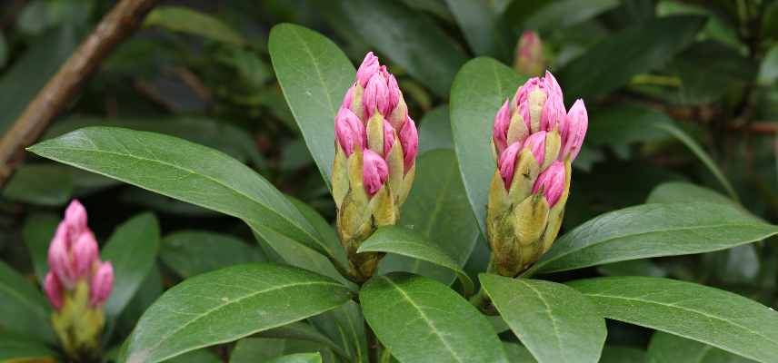 pourquoi rhododendron ne fleurit pas