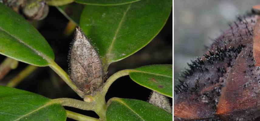  Pycnostysanus azaleae