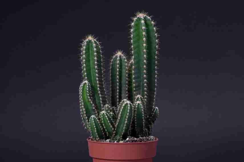 cactus entretien simple