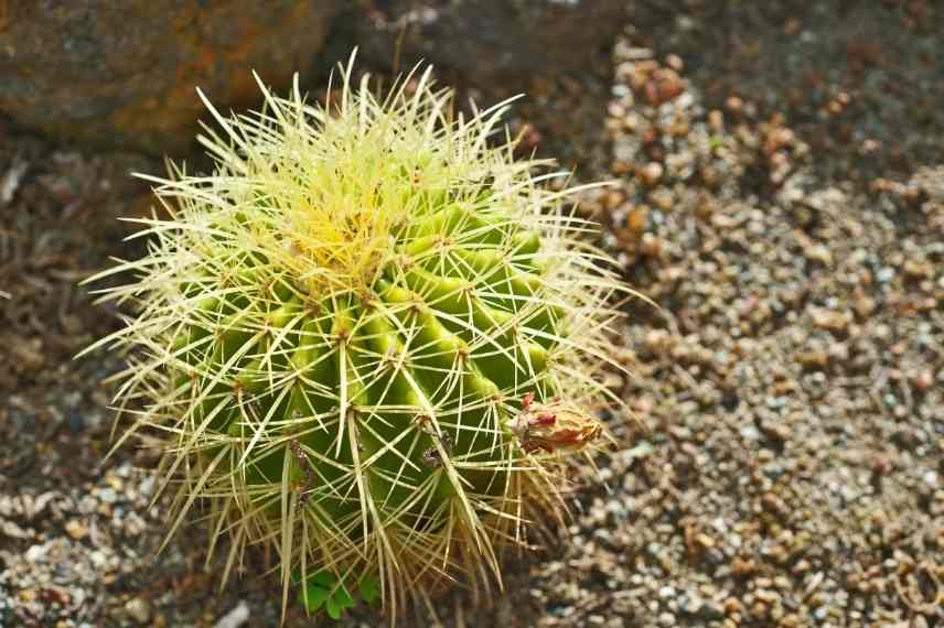 cactus faciles à entretenir