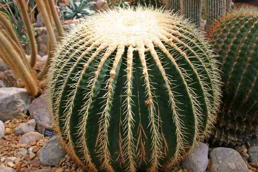 cactus faciles à vivre