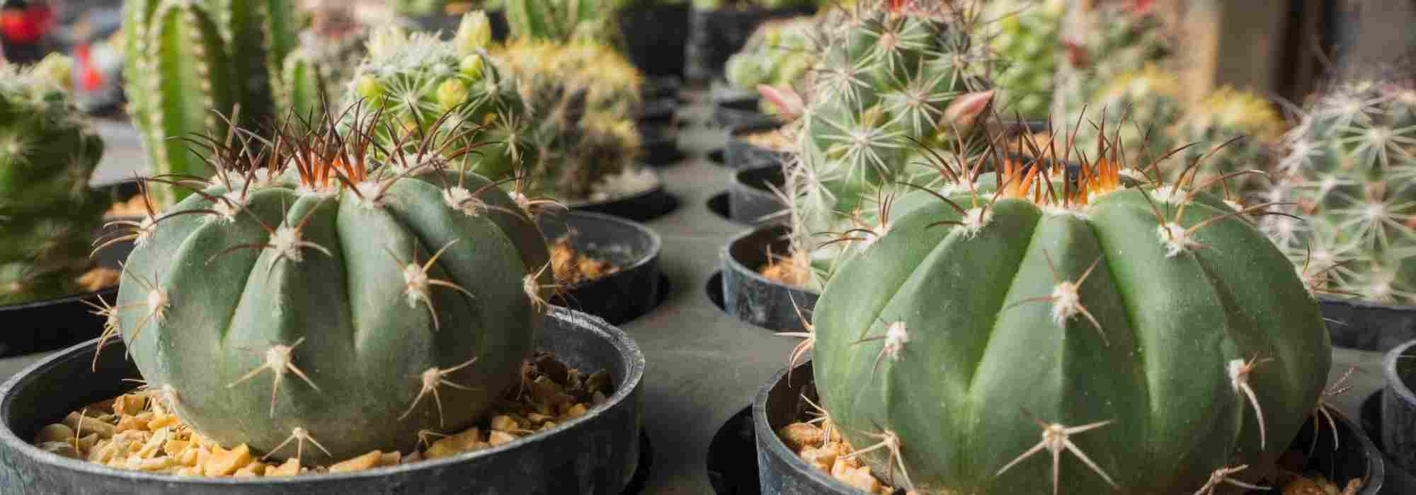 Arrosage des cactus : les erreurs à ne pas faire